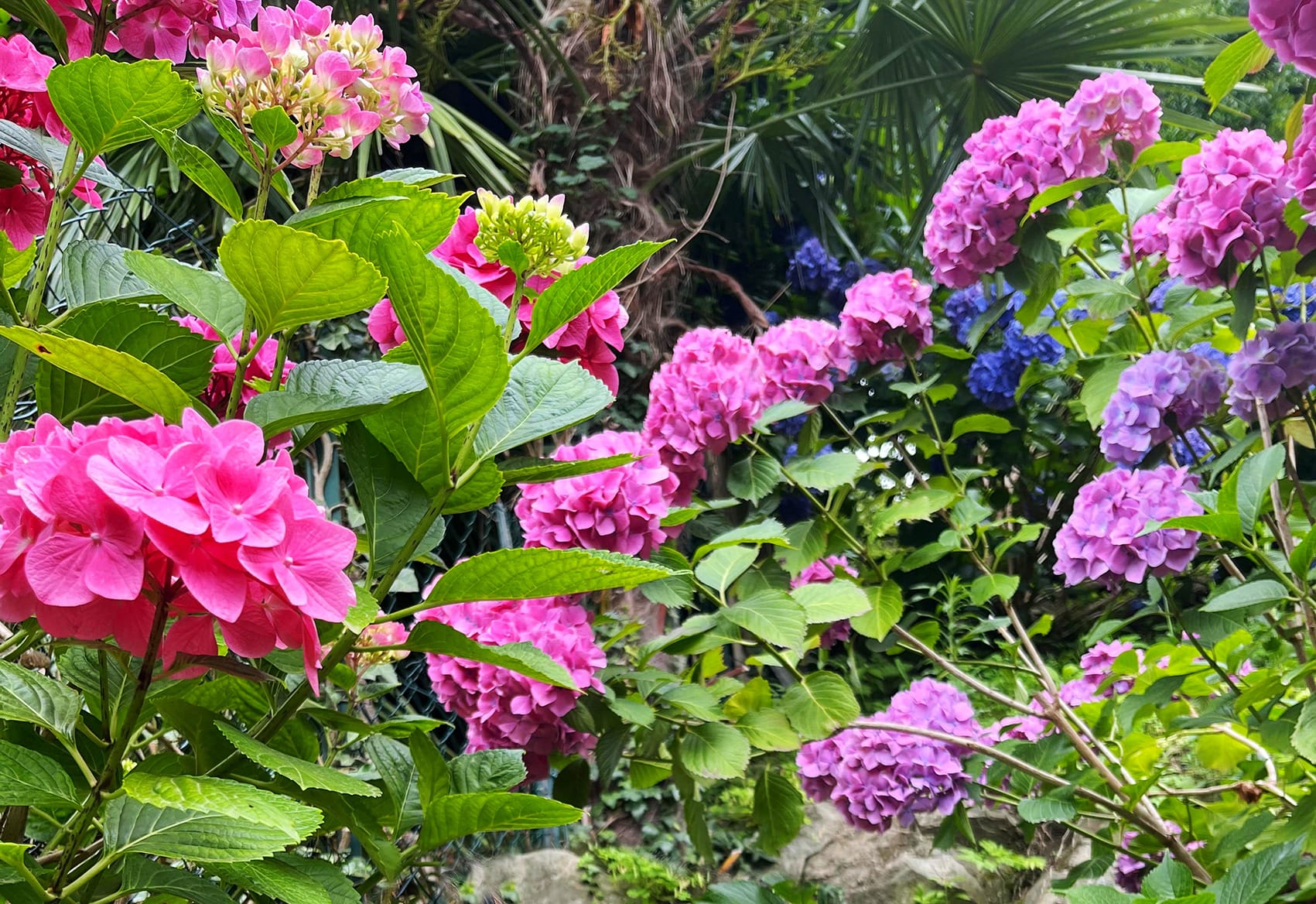 Ortensie rosa e viola nel giardino rigoglioso del B&B Il Sogno Como Lake